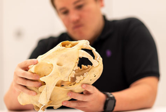 Postdoctoral researcher Cameron Renteria holding a lion skull.